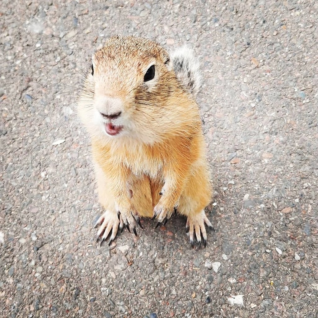 Много сусликов фото