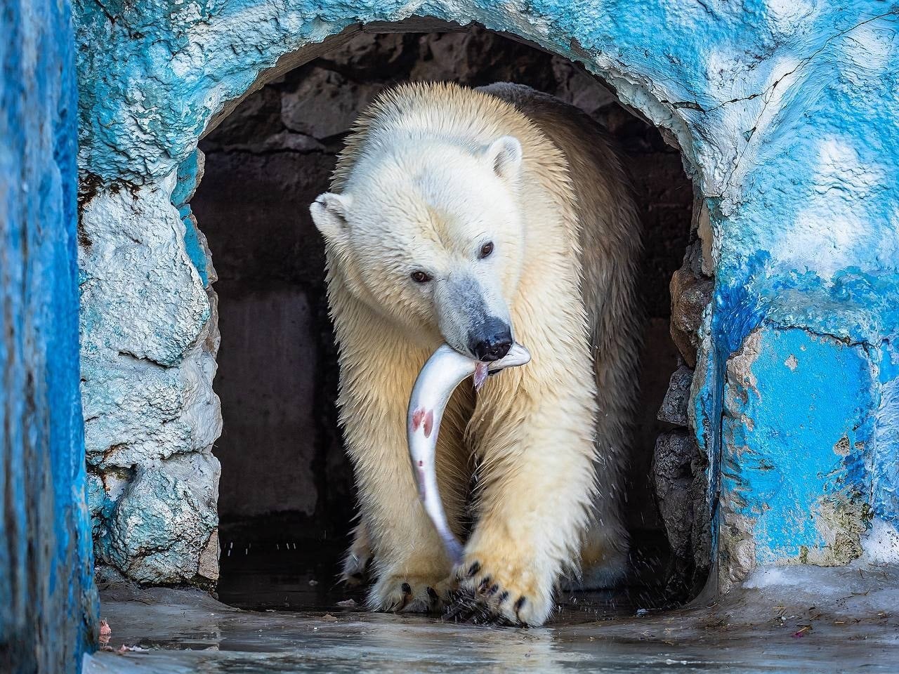 Белый медведь в зоопарке роев ручей