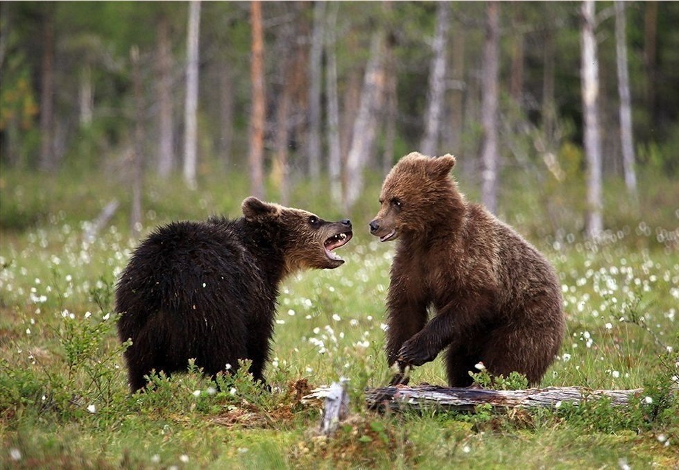 Фото семья медведей