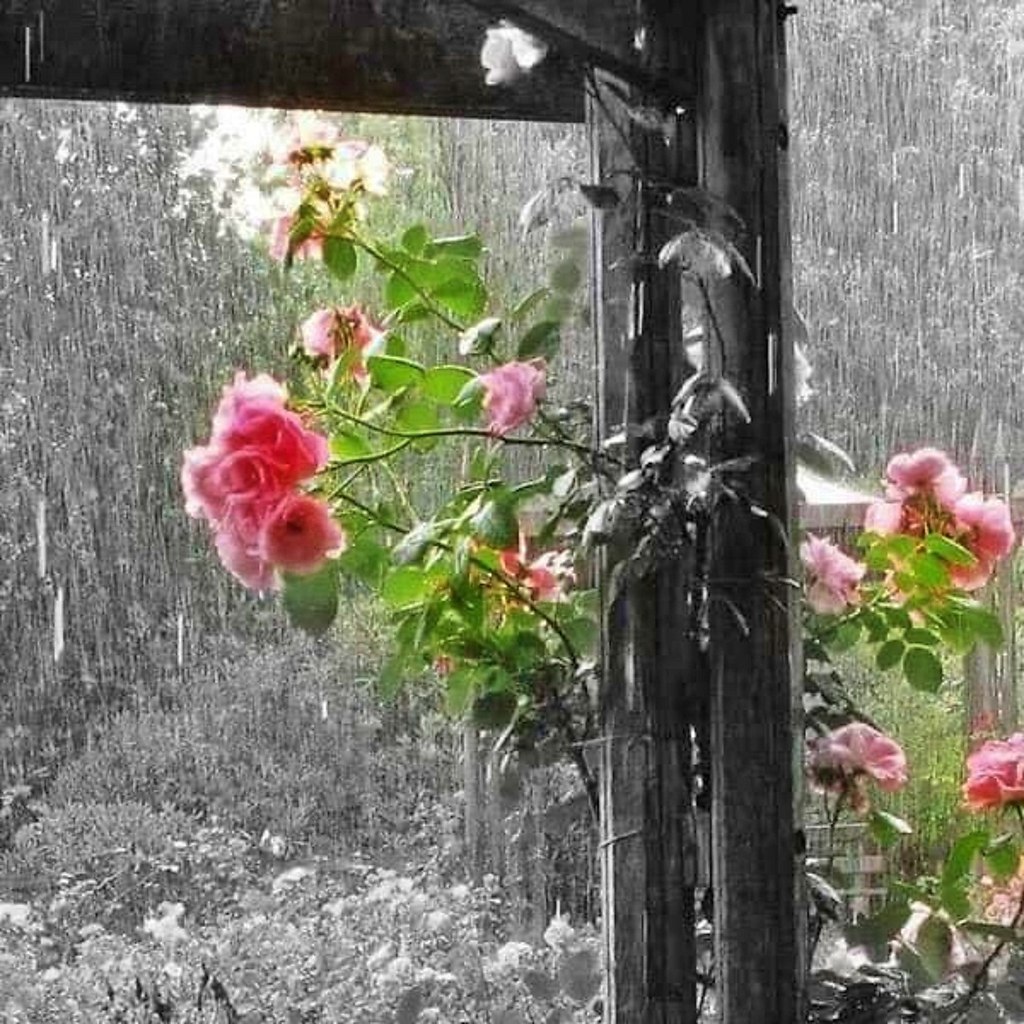 Летний дождь в саду