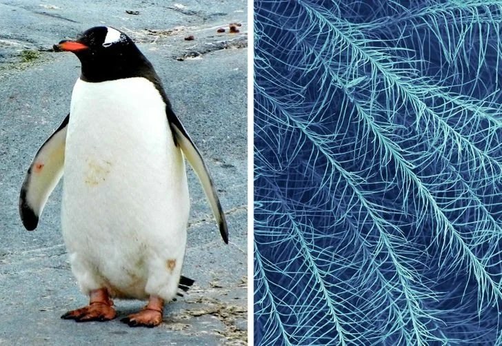 У пингвинов есть перья