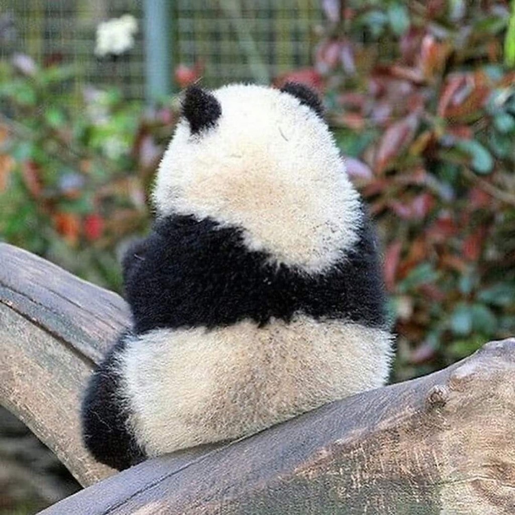 Панда обиделась