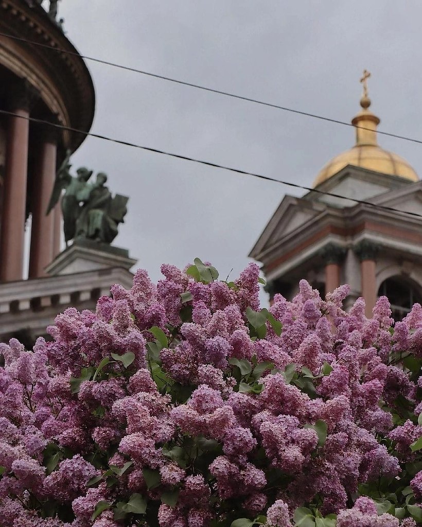 Сирень в петербурге картинки