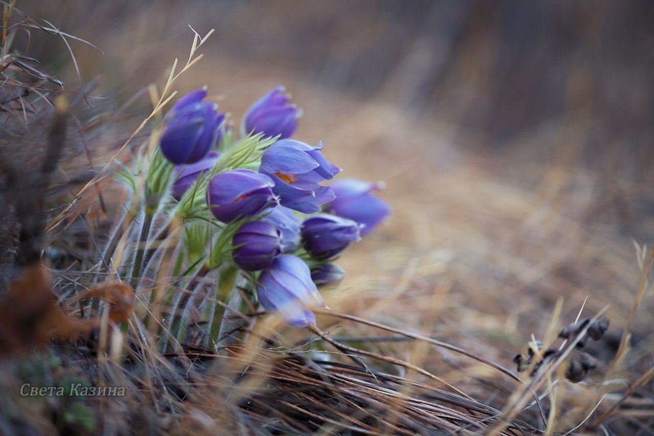 Алтайские подснежники фото