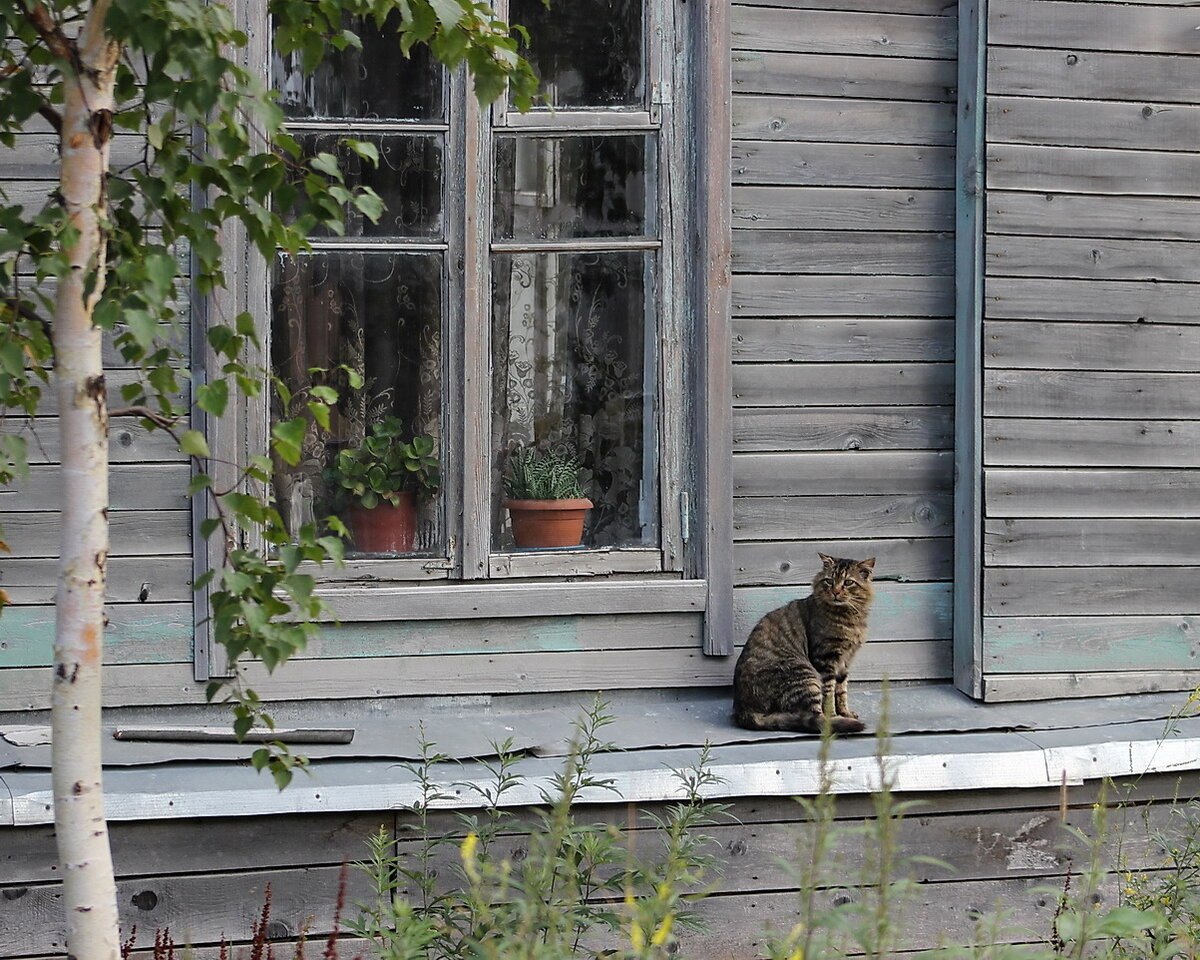 Кот в деревенском доме