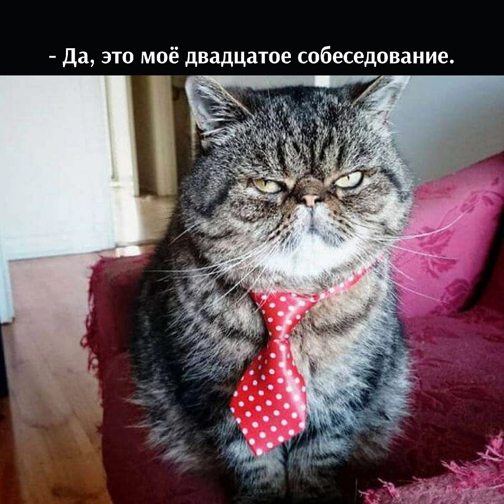 Котик в галстуке