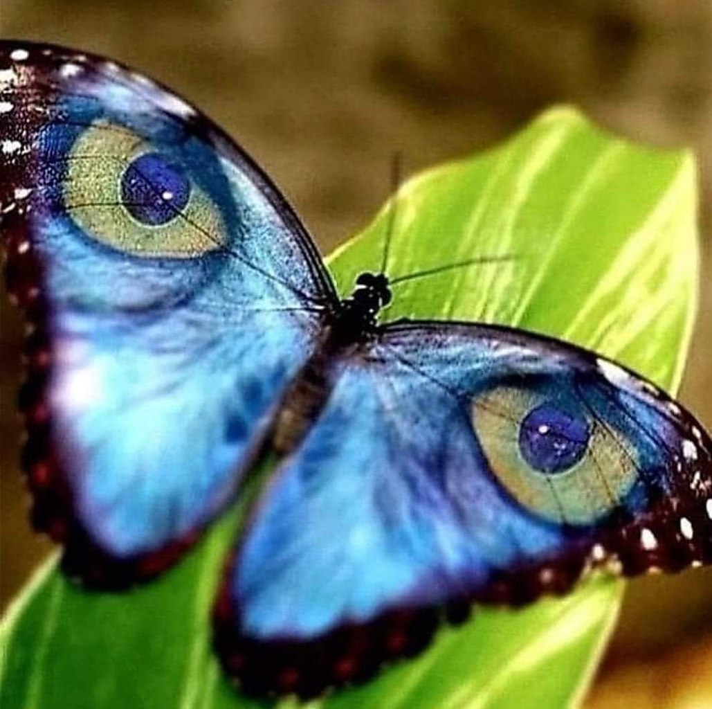 Глаза бабочек вблизи