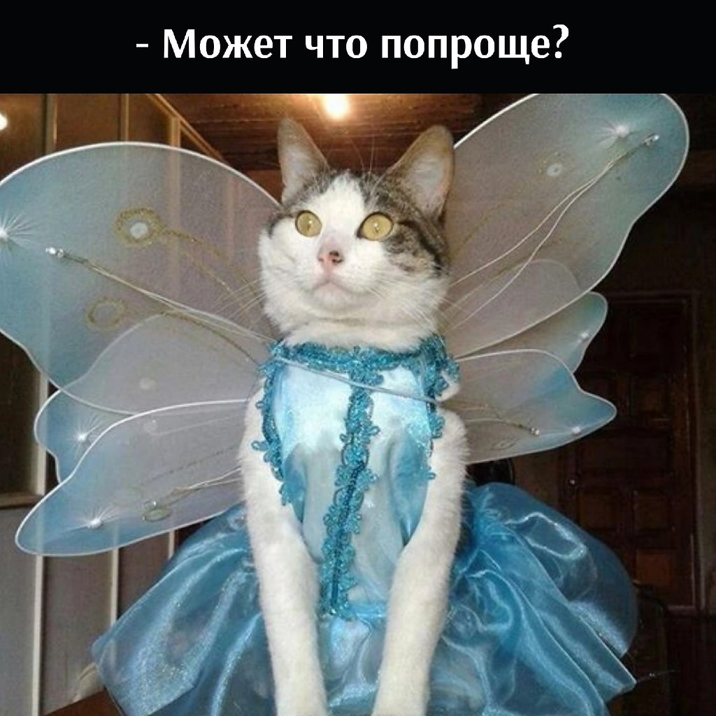 Кот с крыльями феи