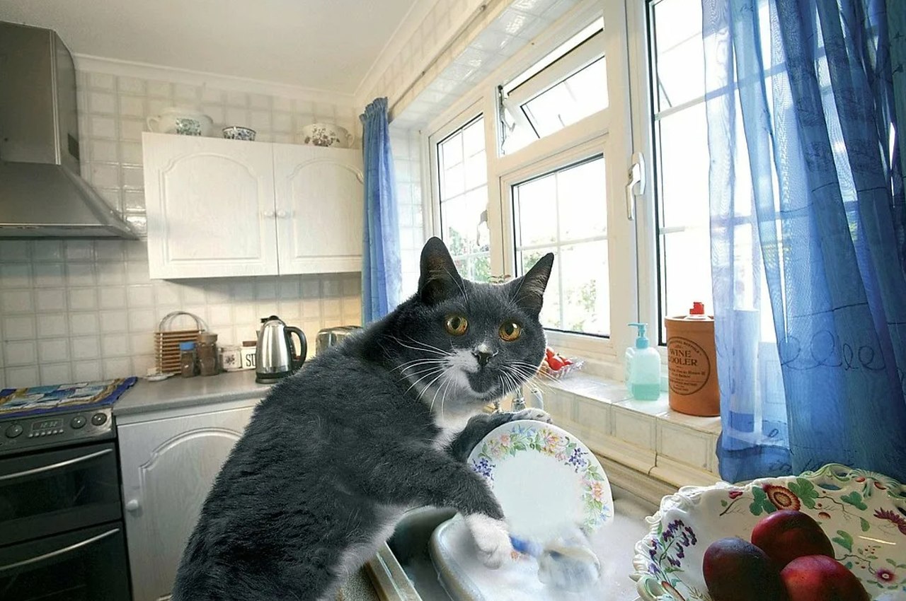 Кошка на кухне