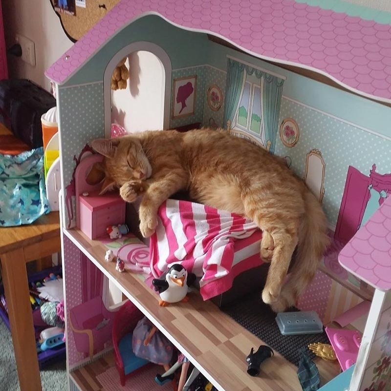 Дома живет кошка. Домик для котика. Коты в домике. Кошка в кукольном домике. Коты в кукольных домиках.