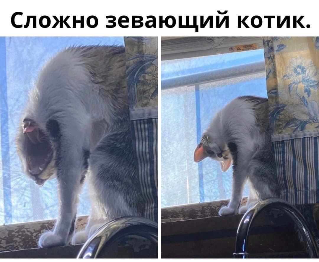 Кот оптимист картинки