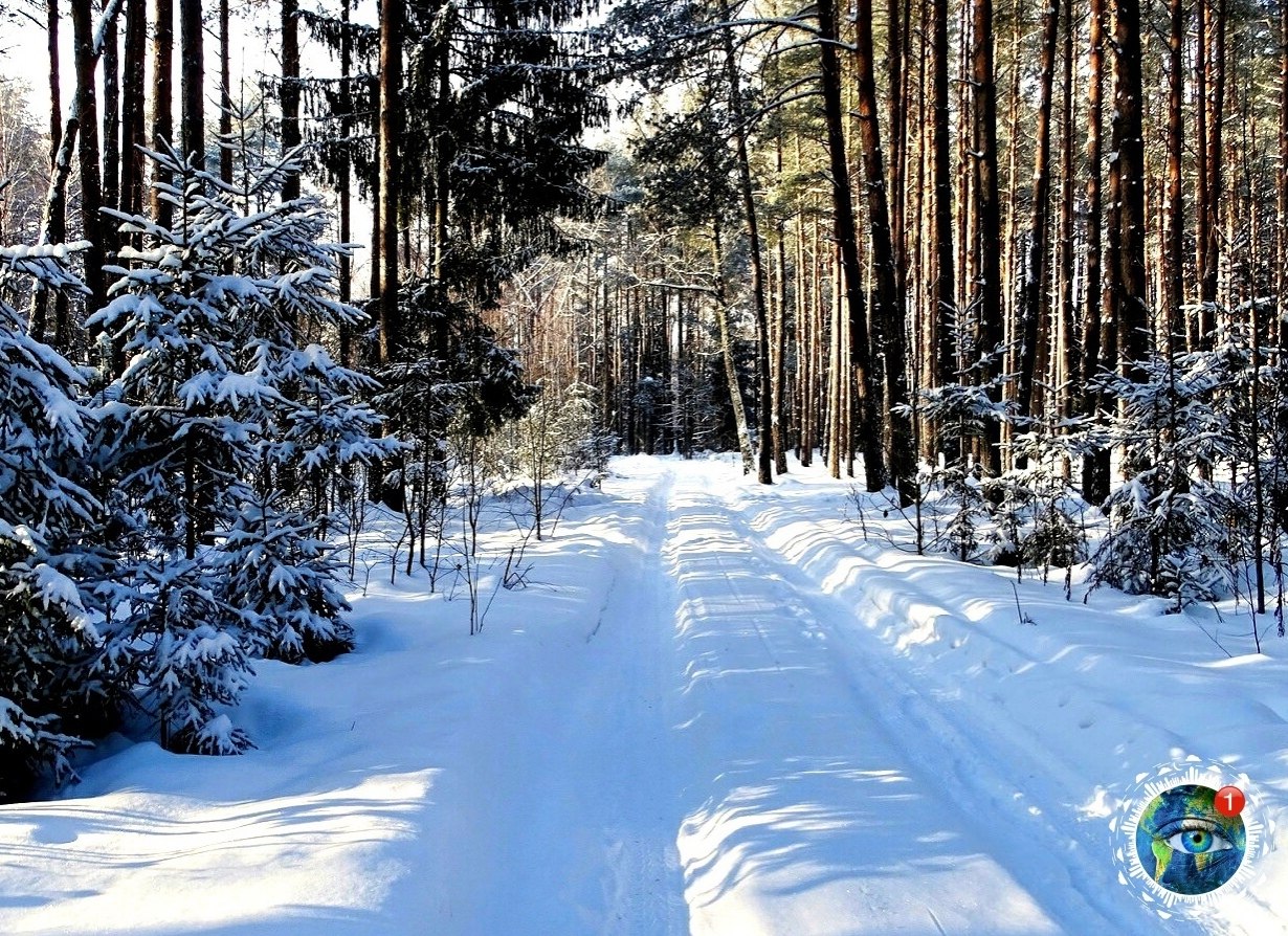 Лес Верея зимой