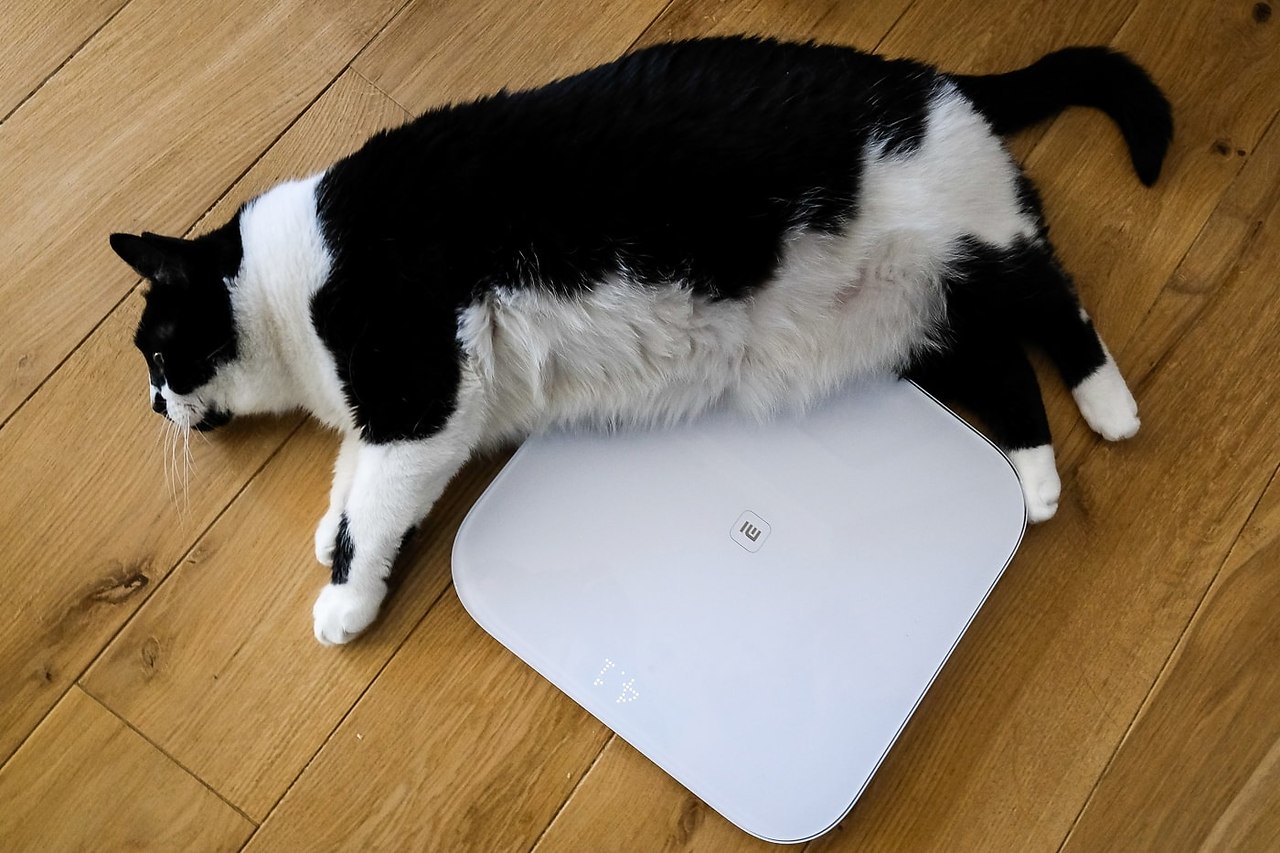 Котик на весах