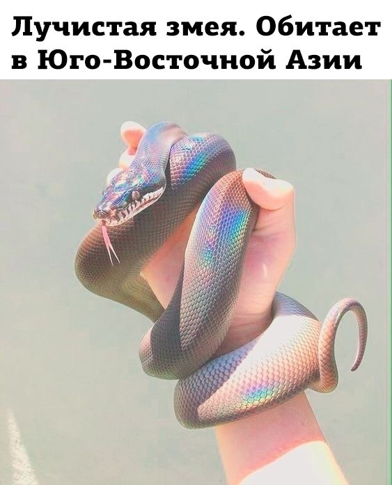 Look a snake. Лучистая змея. Лучистая змея презентация.