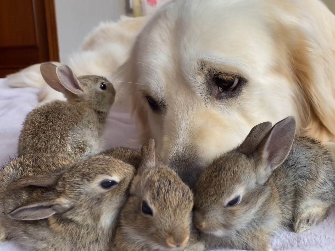 5 Кроликов