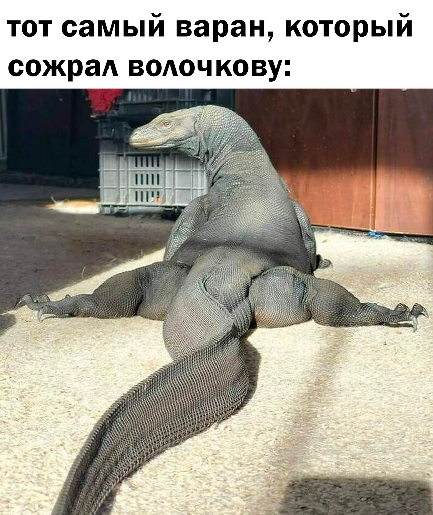 собака трахает утку фото 67