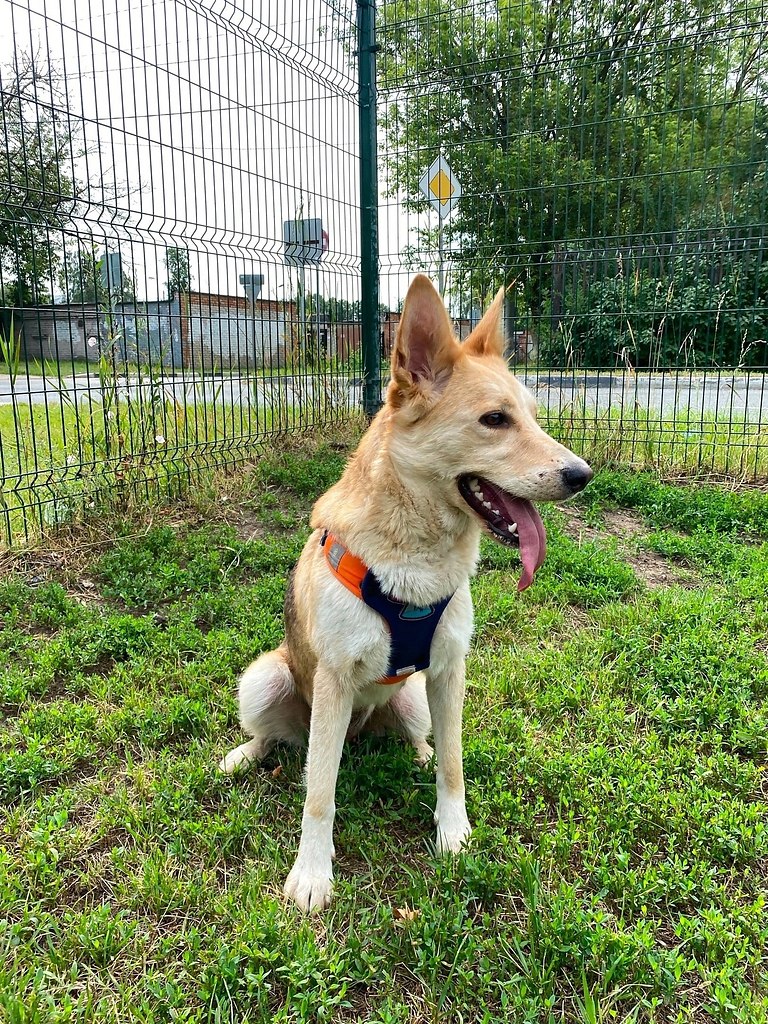 МОСКВА! МОСКОВСКАЯ ОБЛАСТЬ! Привет! Меня зовут ... - Собаки ...