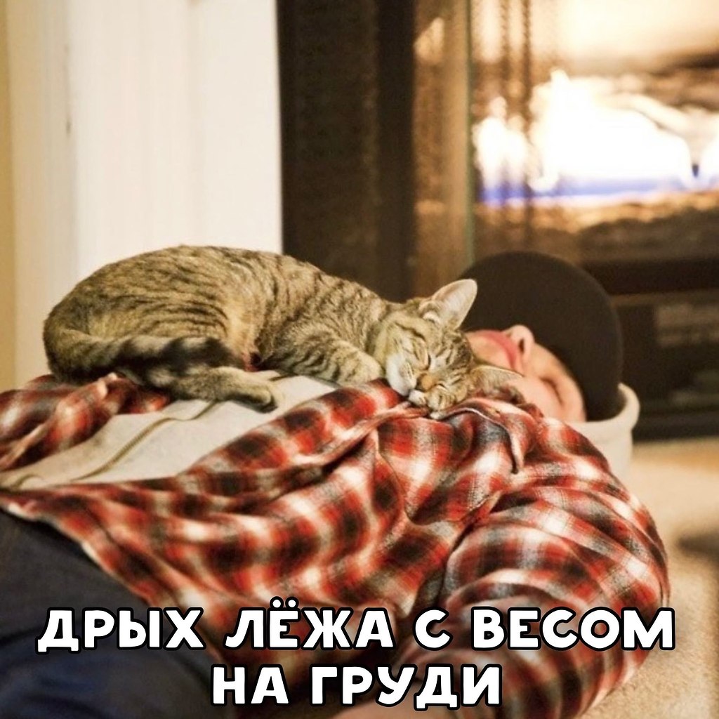 Кот ложится на меня. Кошка спит на человеке. Кошка лежит на человеке. Котик лежит на человеке. Кот спит с хозяином.