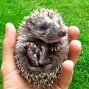 ���� ��������, �������, 40 ��� - ��������� 13 ������� 2011 � ������ �������