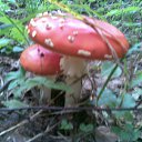 ���� �������, ��������, 71 ��� - ��������� 7 ������ 2011