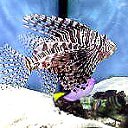 ���� ��������, ������ - ��������� 6 ���� 2012 � ������ ���� ����������