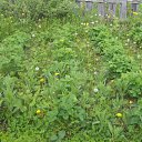 ���� ϸ��, ���������, 71 ��� - ��������� 19 ���� 2011 � ������ ���������