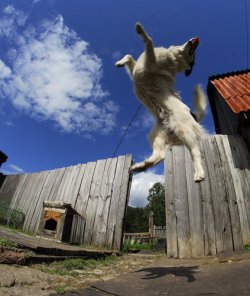 ���� �, ��������, 36 ��� - ��������� 30 ���� 2011