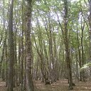 ���� ����������, ����, 75 ��� - ��������� 17 ������ 2012 � ������ �����-4�