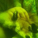 ���� ��������, �����, 52 ���� - ��������� 3 ��� 2011