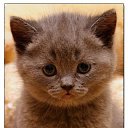 ���� �������, �����, 36 ��� - ��������� 12 ��� 2010 � ������ ����