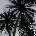 ���� Fox, �����������, 44 ���� - ��������� 4 �������� 2012 � ������ ��������