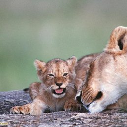 ���� ����, ��������, 36 ��� - ��������� 7 ������ 2010