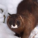 ���� �������, �����-���������, 38 ��� - ��������� 9 ������ 2010 � ������ �����������