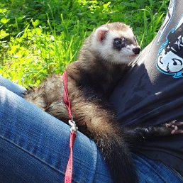 ���� ��������, ������, 34 ���� - ��������� 28 �������� 2012