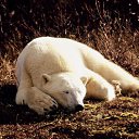 ���� Orange_juice, ������, 31 ��� - ��������� 14 ������ 2011 � ������ �������