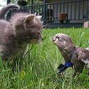    )))), , 47  -  15  2009   .