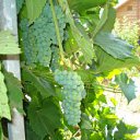 ���� ������, ������-���, 60 ��� - ��������� 10 ������� 2012 � ������ ���� ����������