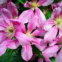 ���� �����, �������, 44 ���� - ��������� 12 ������� 2010 � ������ ������ � ���� ����