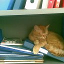 �� ������ � ���� �������� �� ������� ���Ż