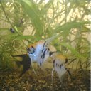 ���� ���������, �����������, 49 ��� - ��������� 5 �������� 2011