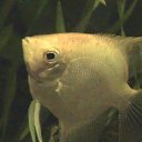 ���� ������, ���������, 66 ��� - ��������� 14 �������� 2010 � ������ ��� �������