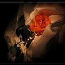 ���� ���������, �����������, 51 ��� - ��������� 21 ������ 2013 � ������ ���� ����������