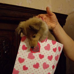 ��� �������!