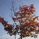  Serzh Van Der Maaremaan,  -  9  2009    