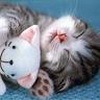  ,  -  5  2011   PetLove