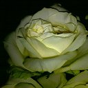  Kisa, , 42  -  9  2011    ...
