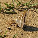 ���� ��������, ������ - ��������� 11 �������� 2011 � ������ �������� ����˨���