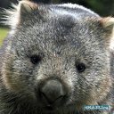 ���� �������, ���������, 39 ��� - ��������� 4 ������� 2011 � ������ ���� ����������