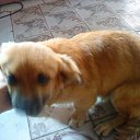 ����� �� ������� �PetLove�