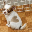  Katze Scheugu,  -  27  2010     